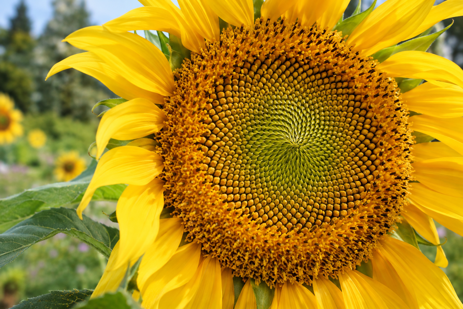 Les nombres de Fibonacci sont-ils présents dans la nature ?
